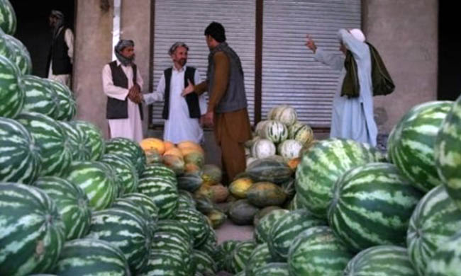 وزارت زراعت:  ولایت فراه نیم میلیون تن هندوانه  تولید می‌کند